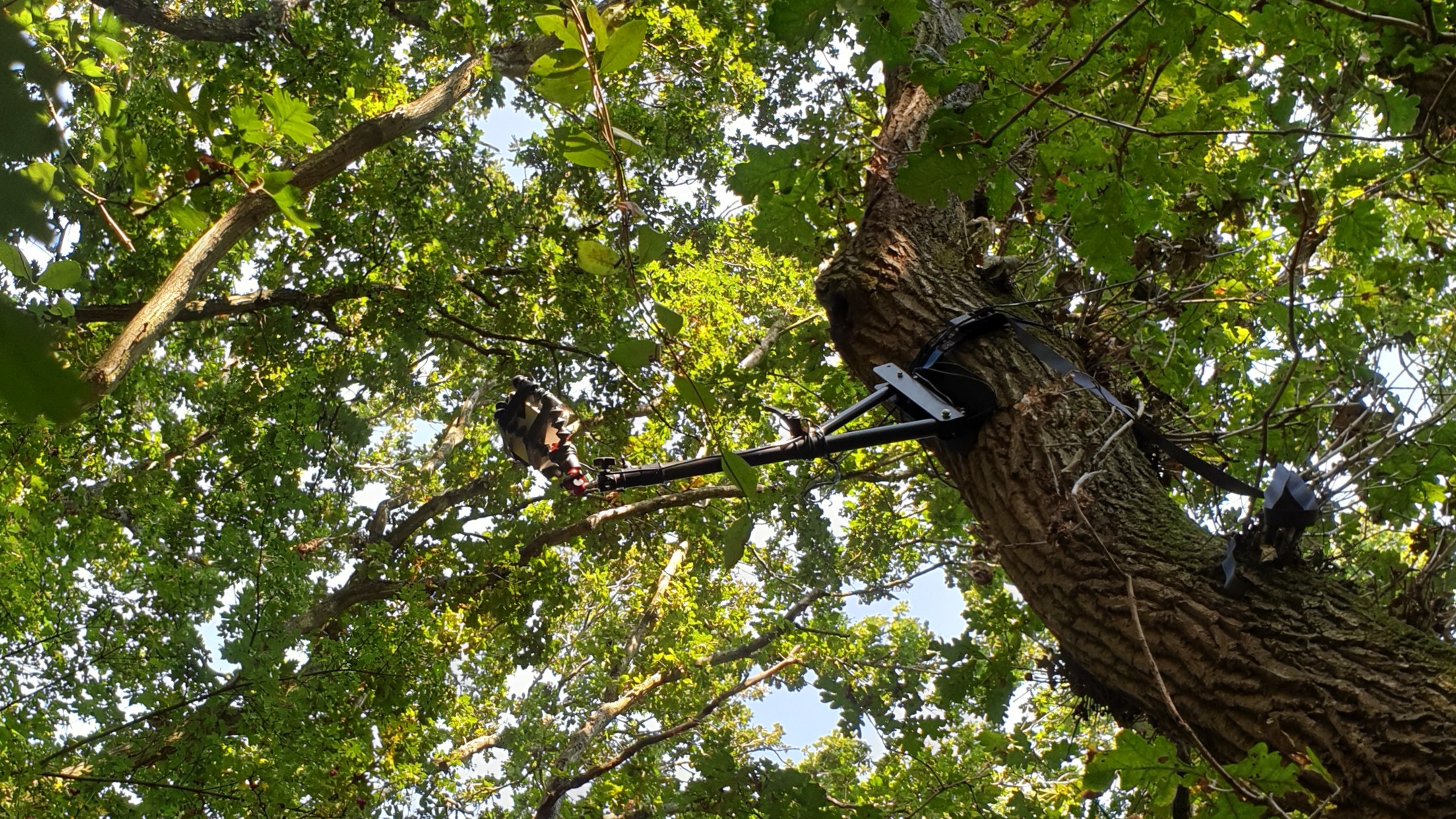 Camera mounted on a boom arm on a mature oak stem