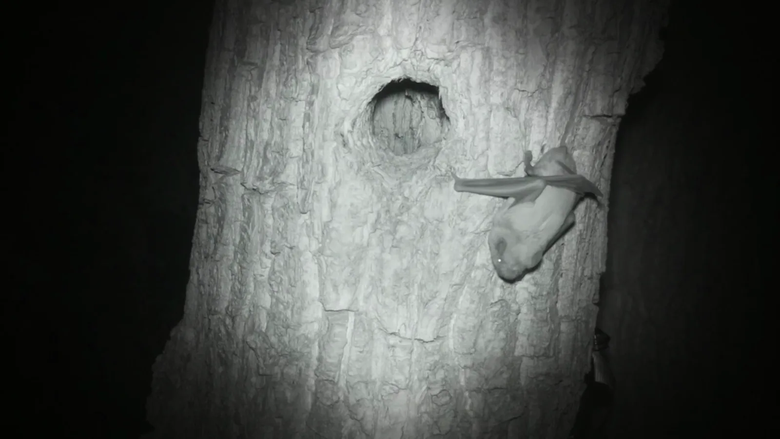 Infrared footage of a bat returning to a tree roost