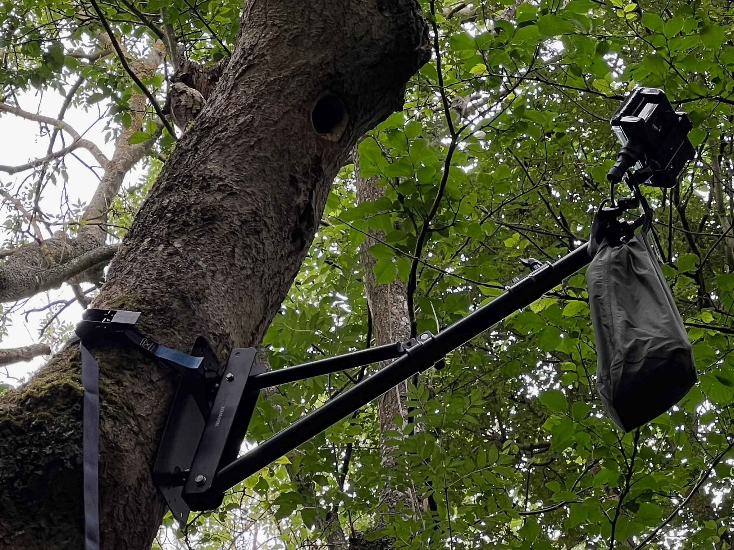 Camera on a boom positioned beside a tree roost